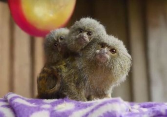 Tiny Pygmy Marmosets Piggyback Even Tinier Pygmy Marmoset Babies