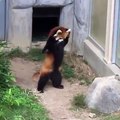 A red panda adorably tries to intimidate a rock...