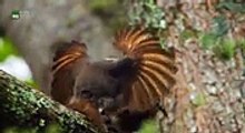 Attenborough's Paradise Birds [English and Portugues Subtitles] - Dailymotion Video part 2/2