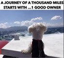 For those of us who can't vacation, here's a puppy enjoying the cool sea breeze!