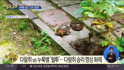 [핫플]다람쥐 vs 누룩뱀 ‘혈투’…다람쥐 승리 영상 화제