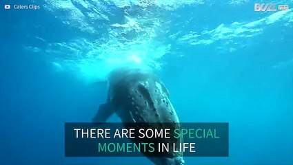 Diver gets selfie with massive blue whale!!!!!!!