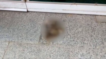 강릉 한 대학서 훼손된 고양이 사체 잇따라 발견 / YTN