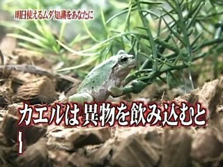 トリビアの泉　2003/03/17