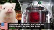 Ilmuwan berhasil transpalasi paru-paru ke dalam babi hidup - TomoNews