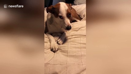 What's that noise? Dog has cicada in his mouth