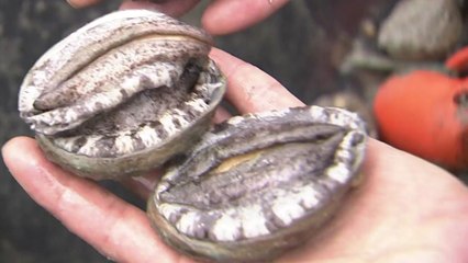 양식 어민, 끝나지 않은 더위와의 전쟁 / YTN