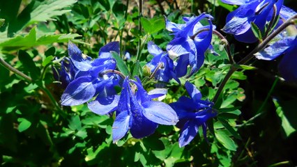 Blue Bells - Inge Rosadi