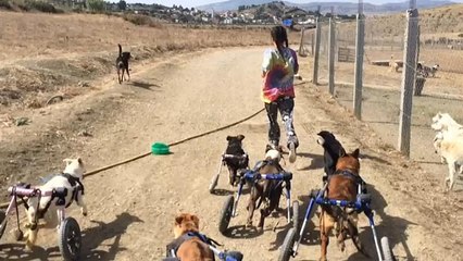 Марокканка спасает бродячих собак