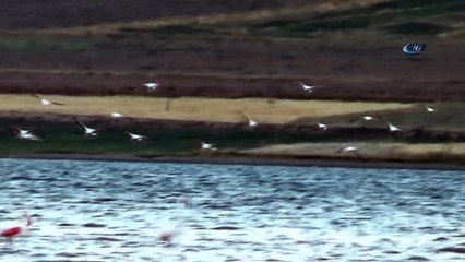 Kuruyan göl, kuş cenneti oldu