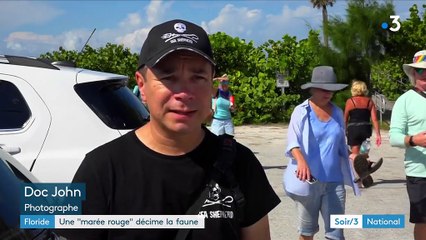 Floride : une "marée rouge" décime la faune