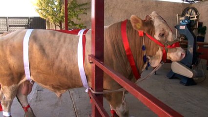 Bir ton 170 kilogramlık 'Kral' görücüye çıktı... 25 bin lira değerindeki dana alıcısını bekliyor