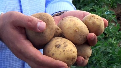 Patates tohumunda yüksek verim bekleniyor