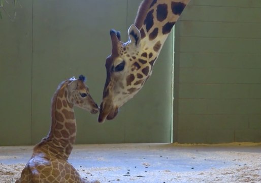 Giraffe Mum Gives Birth to Leggy Little Calf at Australia Zoo