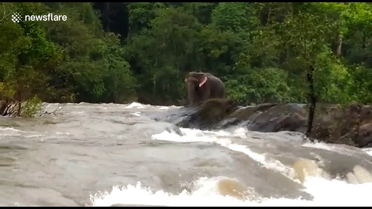 Elephant stranded in overflowing river is saved by Indian forest officials