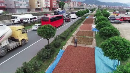 Karadeniz'in kaldırımları fındıkla renklendi - TRABZON