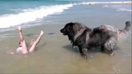 Persuadé qu'elle se noie, ce chien traîne une fillette jusqu'à la plage