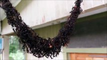 L'incroyable technique d'une colonie de fourmis pour attaquer un nid de guêpes