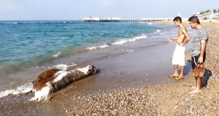 Antalya'da 5 yıldızlı Otellerin Olduğu Sahile İnek Ölüsü Vurdu