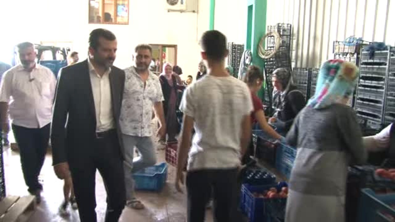 Amerika'nın Ekonomik Ambargo Teşebbüsüne "Santa Maria"Lı Cevap...santa Maria Armudu İhracat Rekoru...