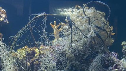 Pécs, Ungheria: un acquario pieno di plastica come gesto creativo di protesta