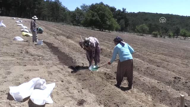 Mucize Bitki Nin Tohumları Toprakla Buluşuyor