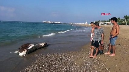 Antalya'da sahile inek ölüsü vurdu