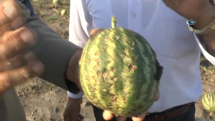 Tonlarca Karpuz Dolu Nedeniyle Zarar Gördü