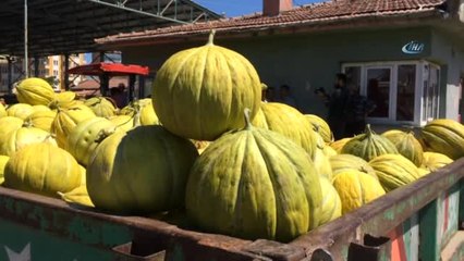 Çankırı'da Kavun Üretimi Yüzleri Güldürdü