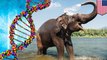 Elephants protected from cancer by 'zombie gene'