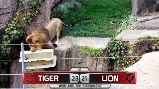 Tiger VS Lion - Who are the Strongest