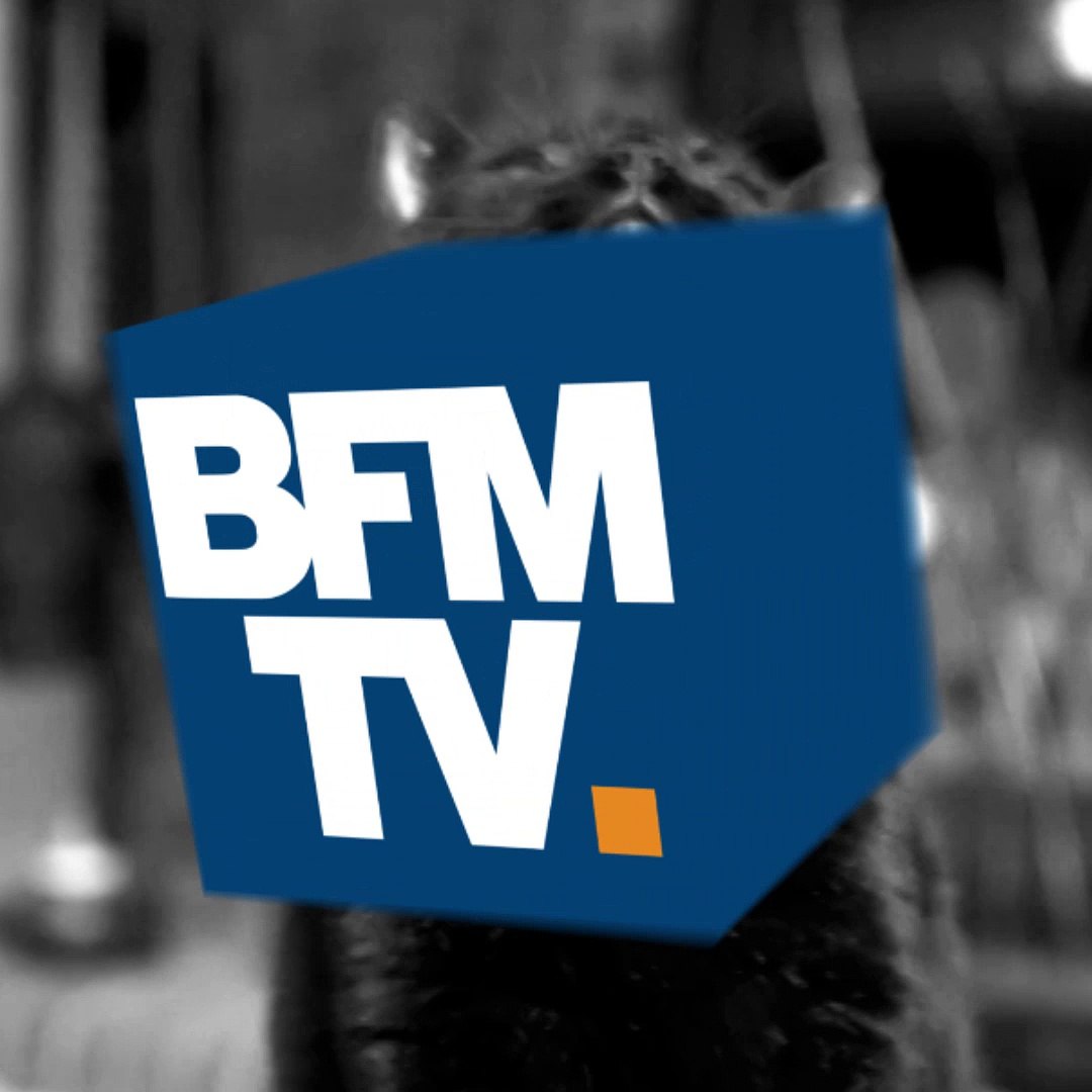 Journée Du Chat Noir Découvrez Pourquoi Ils Portent Malheur