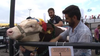 Çanlarla, Duvaklarla Süslenen Kurbanlıklar Podyumda Boy Gösterdi