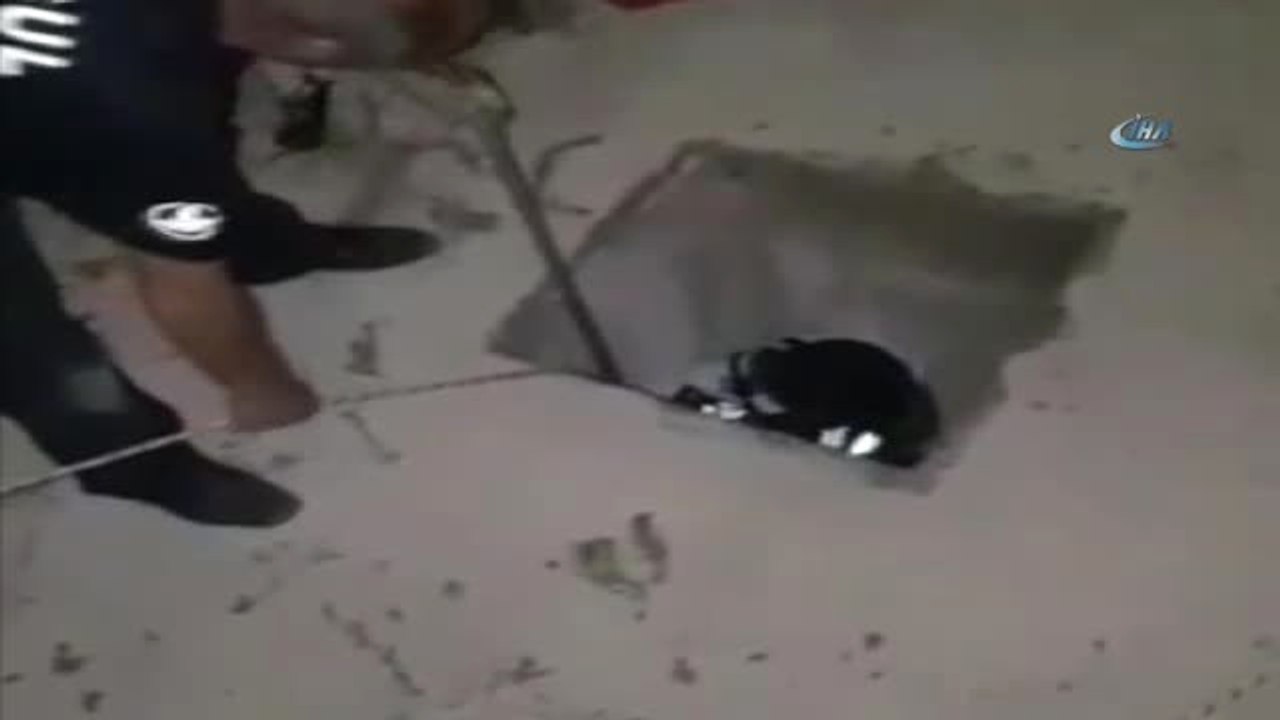 Kanala Düşen Yavru Kedi Böyle Kurtarıldı