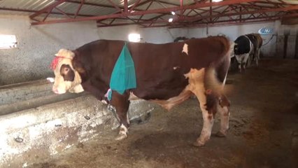 Sungurlu'da 2 Tonluk Kurbanlık Görücüye Çıktı