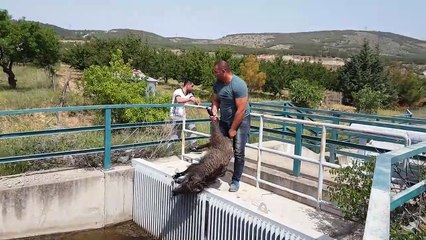 Cet homme sauve tous les sangliers tombés dans ce canal