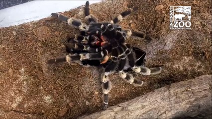 Cette tarentule qui mue est la chose la plus fascinante que vous verrez aujourd'hui