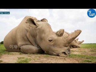 결국 멸종되나…지구에서 유일한 '북부흰코뿔소 수컷' 숨져 (Rhino extinction)