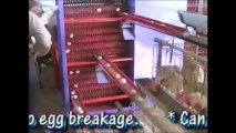 Nouvelle Technologie Dans Poultry Farm, Ramasser Les œufs