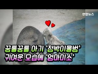 [현장영상] '꿈틀꿈틀' 첫 걸음마…점박이물범, 국내 최초로 동물원서 탄생