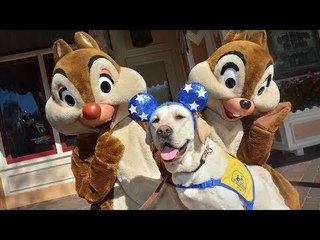 안내견들이 디즈니랜드에서 놀이기구 타는 이유