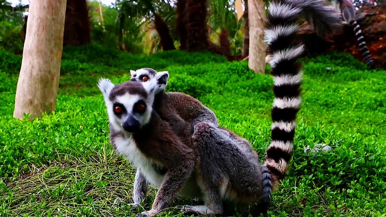 Pairi Daiza, le parc Animalier en Belgique.