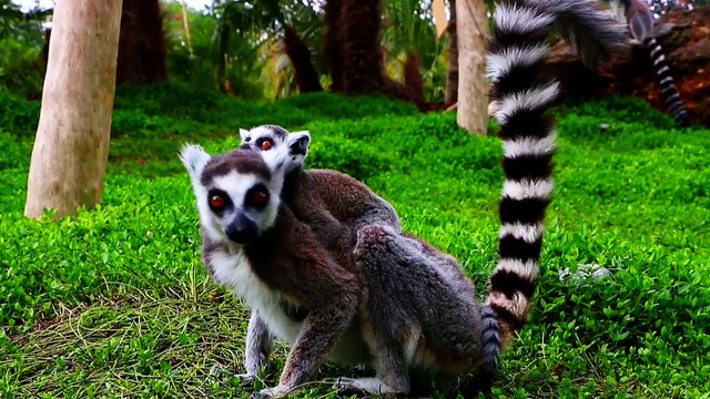 Pairi Daiza, le parc Animalier en Belgique.