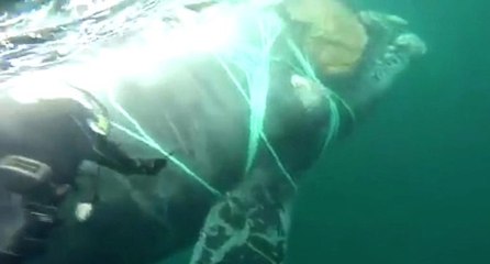 Chilean Navy Frees Trapped Whale