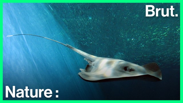 Des raies pastenagues se rapprochent des plages de la Côte d'Azur