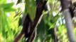 Wild Kratts S03E24.Golden Bamboo Lemur