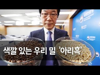 국내 최초 '유색 밀' 개발…항산화 효과 10배 높아 / 연합뉴스 (Yonhapnews)