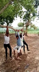 Tree springs