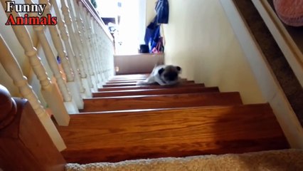 Funny Dogs Vs Stairs - Funny Dog Videos 2017