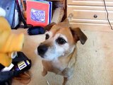 Dog’s Hilarious Reaction To A Pig Toy